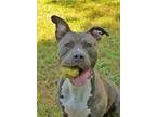 Adopt Grigia 52605 a Merle American Pit Bull Terrier / Mixed Breed (Medium) /