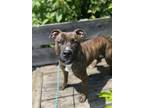 Adopt Adam a Brindle American Pit Bull Terrier / Mixed Breed (Medium) / Mixed