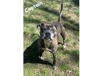 Adopt Captain a Brindle Boxer / Mixed Breed (Medium) / Mixed (short coat) dog in