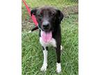 Adopt Mollie a Brown/Chocolate Golden Retriever / Mixed Breed (Medium) / Mixed