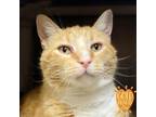 Adopt Sly a Orange or Red Domestic Shorthair / Mixed Breed (Medium) / Mixed