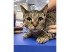 Adopt Abby a Brown Tabby Domestic Shorthair / Mixed Breed (Medium) / Mixed