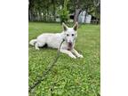 Adopt Atlas a White German Shepherd Dog / Mixed dog in Battle Ground