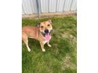 Adopt Bear a Labrador Retriever / Shepherd (Unknown Type) / Mixed dog in