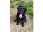 Adopt Hannah a Black Labradoodle / Mixed dog in Harrison, AR (41362571)