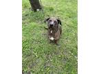 Adopt Vivian a Merle Dachshund / Pit Bull Terrier / Mixed dog in Battle Ground