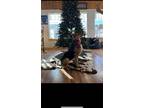 Adopt Nova a Black - with Tan, Yellow or Fawn German Shepherd Dog / Rottweiler /