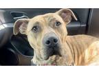 Adopt Turtle a Tan/Yellow/Fawn Mixed Breed (Small) / Mixed Breed (Medium) /