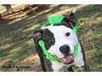 Adopt Zeus (H+) a White American Pit Bull Terrier / Mixed Breed (Medium) / Mixed