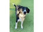 Adopt Girl a Black Border Collie / Mixed Breed (Medium) / Mixed (short coat) dog