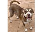 Adopt Sky a Tan/Yellow/Fawn Alaskan Klee Kai / Mixed Breed (Medium) / Mixed