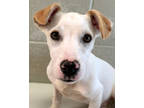 Adopt Britain a White Terrier (Unknown Type, Medium) / Miniature Dachshund /