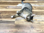 Adopt Frank a Brown Tabby Domestic Shorthair / Mixed Breed (Medium) / Mixed