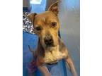 Adopt Josh a Merle American Pit Bull Terrier / Mixed Breed (Medium) / Mixed