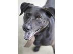Adopt Armstrong a Black Labrador Retriever / Mixed Breed (Medium) / Mixed (short