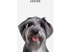 Adopt Lucius a Gray/Silver/Salt & Pepper - with Black Schnauzer (Standard) /