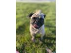 Adopt Marmalade a Tan/Yellow/Fawn - with Black Pug / Mixed dog in Las Vegas