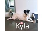 Adopt Kyla a White - with Black Great Pyrenees / Old English Sheepdog / Mixed