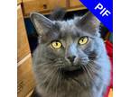 Adopt Pixie a Gray or Blue Maine Coon / Mixed Breed (Medium) / Mixed (short