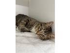 Adopt Frankie (FIV+) a Brown Tabby Domestic Shorthair / Mixed Breed (Medium) /