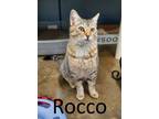 Adopt Rocco a Brown Tabby Domestic Mediumhair / Mixed (medium coat) cat in
