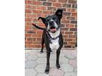Adopt Shamu a Black - with White Labrador Retriever / Boxer / Mixed dog in