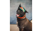 Adopt Diego a Black Husky / Mixed Breed (Medium) / Mixed (short coat) dog in
