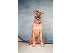 Adopt Arthur a Brown/Chocolate Mixed Breed (Small) / Mixed Breed (Medium) /