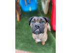 Adopt Athena a Brown/Chocolate - with Black Cane Corso / Mixed dog in Las Vegas