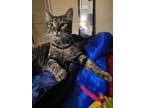 Adopt Gabby Gumms a Brown Tabby Domestic Shorthair (short coat) cat in Grand