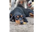Adopt Brutus a Beagle / Mixed Breed (Medium) / Mixed dog in WAYNESVILLE