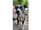 Adopt Byron a Boxer / Mixed Breed (Medium) / Mixed dog in WAYNESVILLE