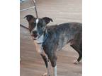 Adopt Gordon a Terrier (Unknown Type, Medium) / Boston Terrier / Mixed dog in