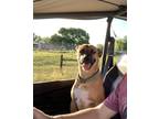 Adopt Belle a Tan/Yellow/Fawn Belgian Shepherd / Labrador Retriever / Mixed dog