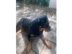 Adopt Lola a Black - with Tan, Yellow or Fawn Rottweiler / Mixed dog in Boca