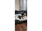 Adopt Wednesday a Black - with White Labrador Retriever / American Pit Bull