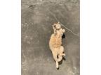 Adopt Teddy a Orange or Red Tabby Tabby / Mixed (medium coat) cat in Topeka