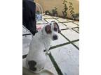 Adopt Berry a White - with Brown or Chocolate Beagle / Mixed dog in Goodyear