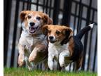 Adopt Wash a Tricolor (Tan/Brown & Black & White) Beagle / Mixed dog in