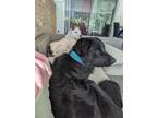 Adopt Cello a Black - with Tan, Yellow or Fawn Australian Shepherd / Mixed dog