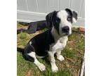 Adopt Annie a White - with Black Labrador Retriever / Corgi / Mixed dog in