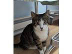 Adopt Jackson a Brown Tabby Domestic Shorthair / Mixed Breed (Medium) / Mixed