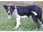 Adopt Daniel - Adoptable a Husky / Terrier (Unknown Type