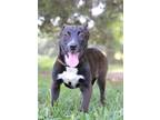 Adopt Darcy - Adoptable a Husky / Terrier (Unknown Type, Small) / Mixed dog in