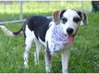 Adopt Delaney - Adoptable a Husky / Terrier (Unknown Type