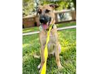 Adopt Tally New Caney a Brown/Chocolate Labrador Retriever dog in Bellingham