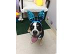 Adopt LeRoy a Black - with Brown, Red, Golden, Orange or Chestnut Bernese