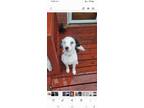 Adopt Kief a Merle Australian Shepherd / Mixed dog in Clarence, MO (41361287)