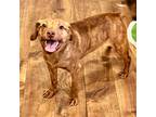 Adopt SYLVESTER a Brindle Hound (Unknown Type) / American Staffordshire Terrier