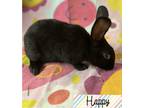 Adopt Happy a Black Satin / Satin / Mixed (short coat) rabbit in Gwinn